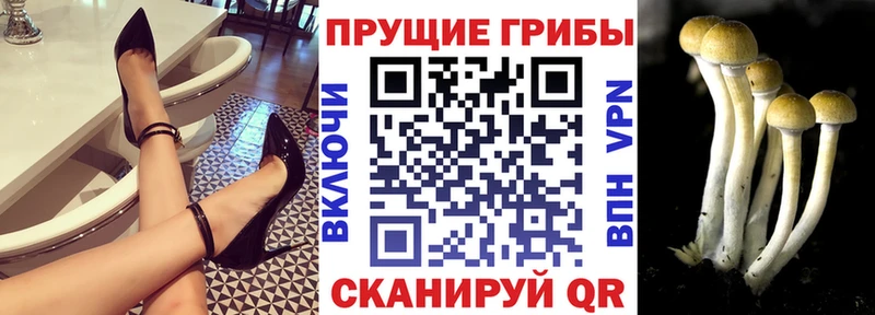 Псилоцибиновые грибы GOLDEN TEACHER  нарко площадка официальный сайт  Полесск 